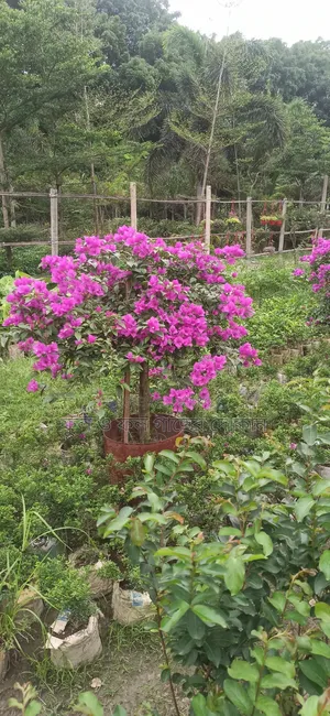 Flower বাগান বিলাস ফুল গেট ফুল