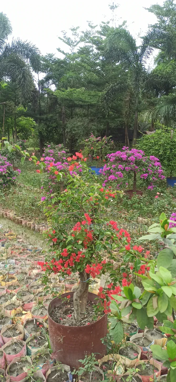 Flower বাগান বিলাস ফুল গেট ফুল