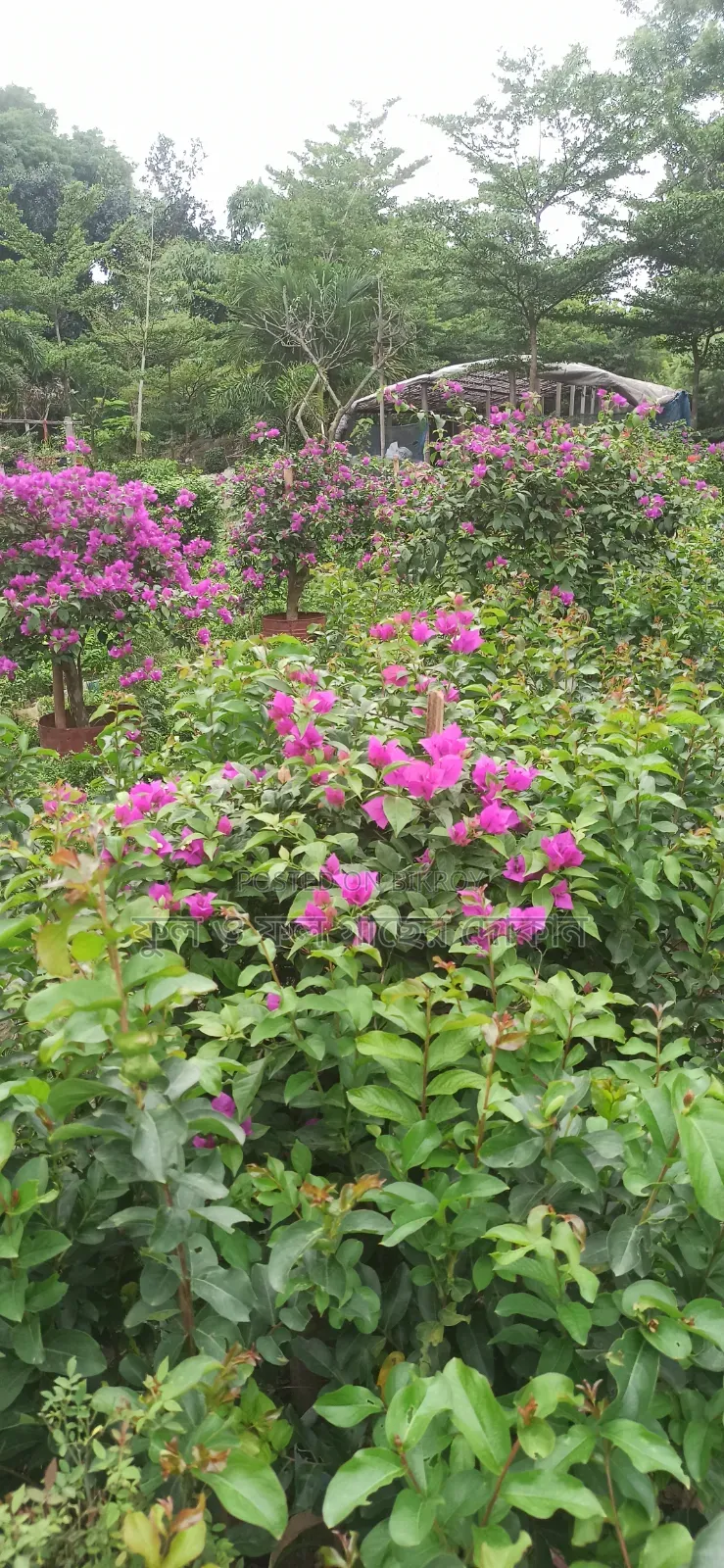 Flower বাগান বিলাস ফুল গেট ফুল