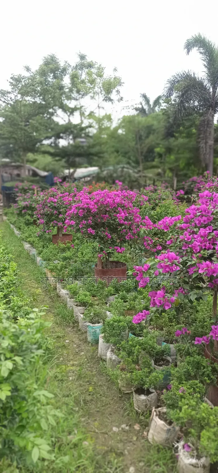 Flower বাগান বিলাস ফুল গেট ফুল