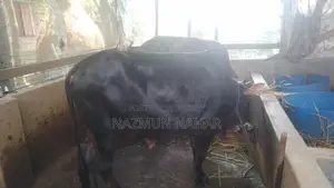 কোরবানির জন্য