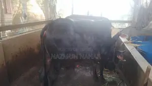 কোরবানির জন্য