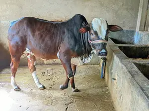 দেশি ভালো মানের গরু