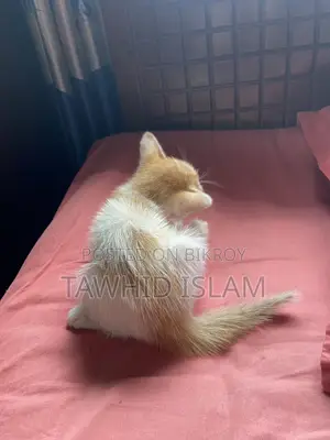 1-3 Months Male Mixed Breed Persian