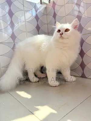 1+ Year Female Purebred Persian Cat