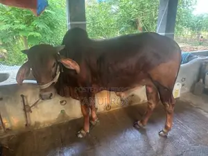 নেপালী গীর ও শাহিওয়াল ৫ টি গরু কোরবানির জন্য রেডি