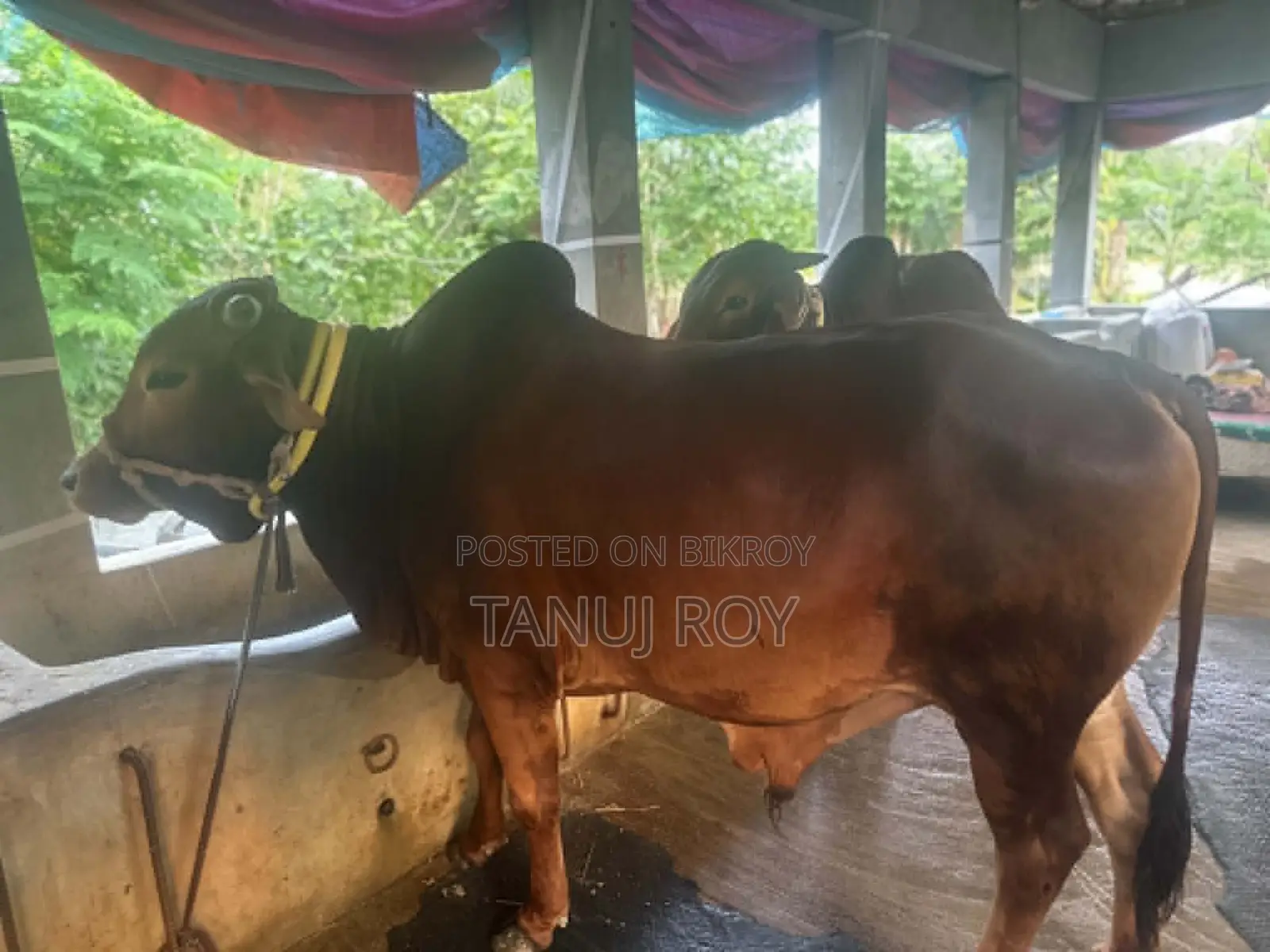 নেপালী গীর ও শাহিওয়াল ৫ টি গরু কোরবানির জন্য রেডি