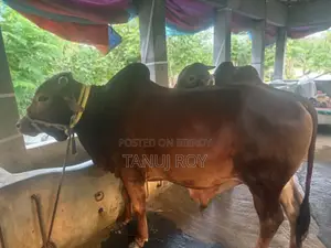 নেপালী গীর ও শাহিওয়াল ৫ টি গরু কোরবানির জন্য রেডি