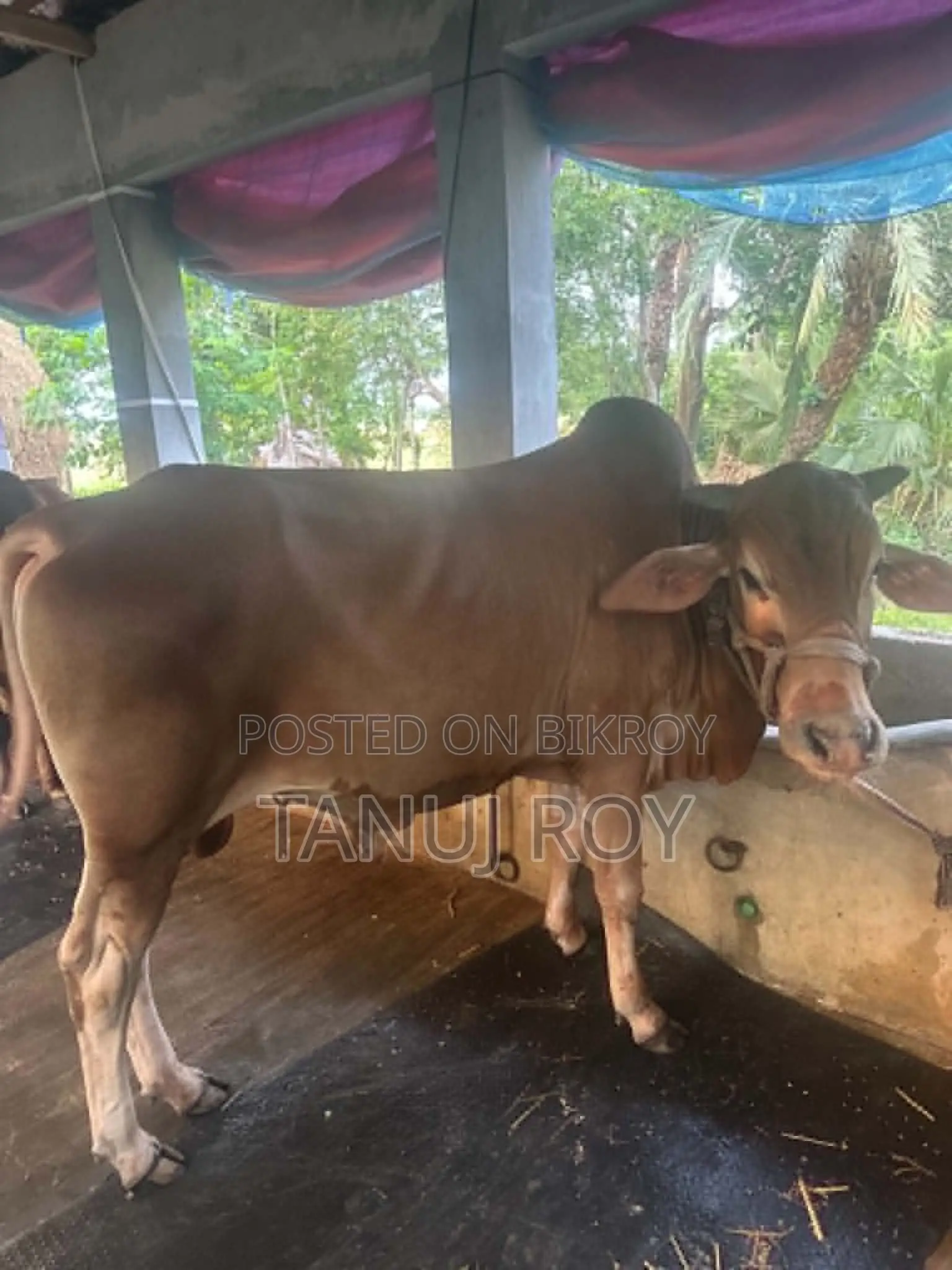 নেপালী গীর ও শাহিওয়াল ৫ টি গরু কোরবানির জন্য রেডি