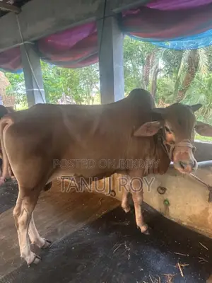 নেপালী গীর ও শাহিওয়াল ৫ টি গরু কোরবানির জন্য রেডি