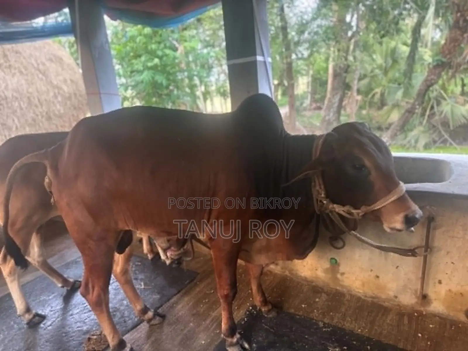 নেপালী গীর ও শাহিওয়াল ৫ টি গরু কোরবানির জন্য রেডি