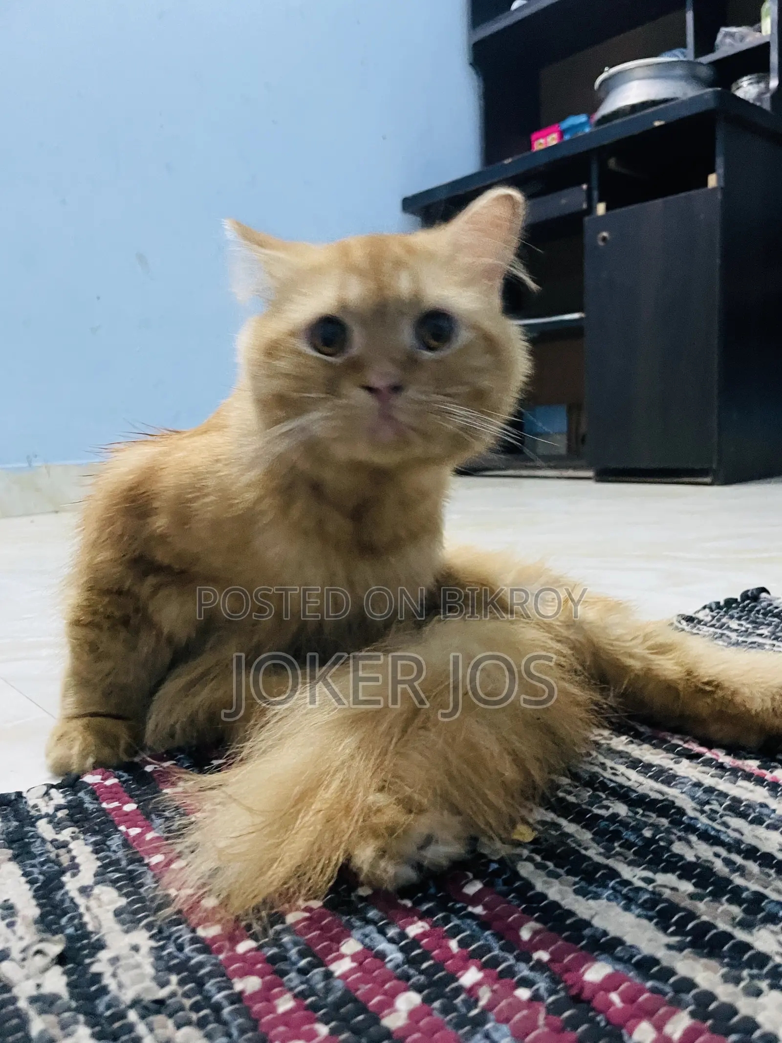 1-3 Months Male Purebred Persian