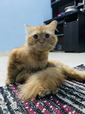 1-3 Months Male Purebred Persian