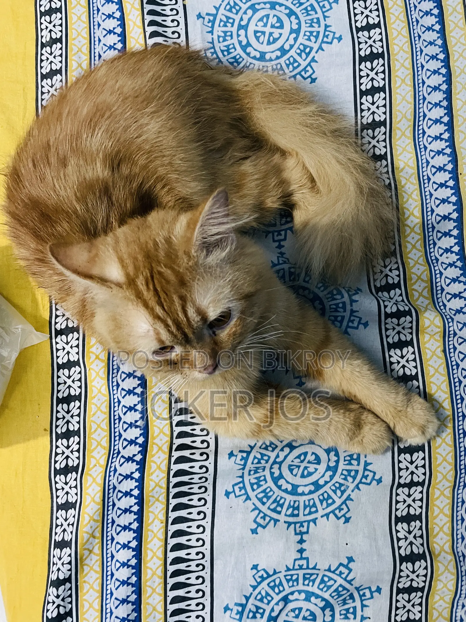 1-3 Months Male Purebred Persian