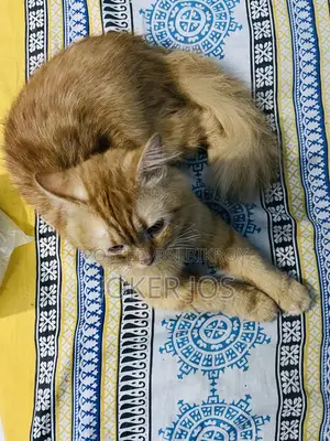 1-3 Months Male Purebred Persian