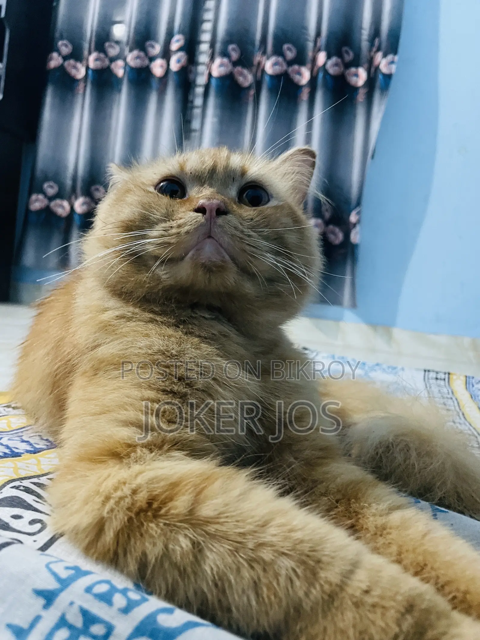 1-3 Months Male Purebred Persian
