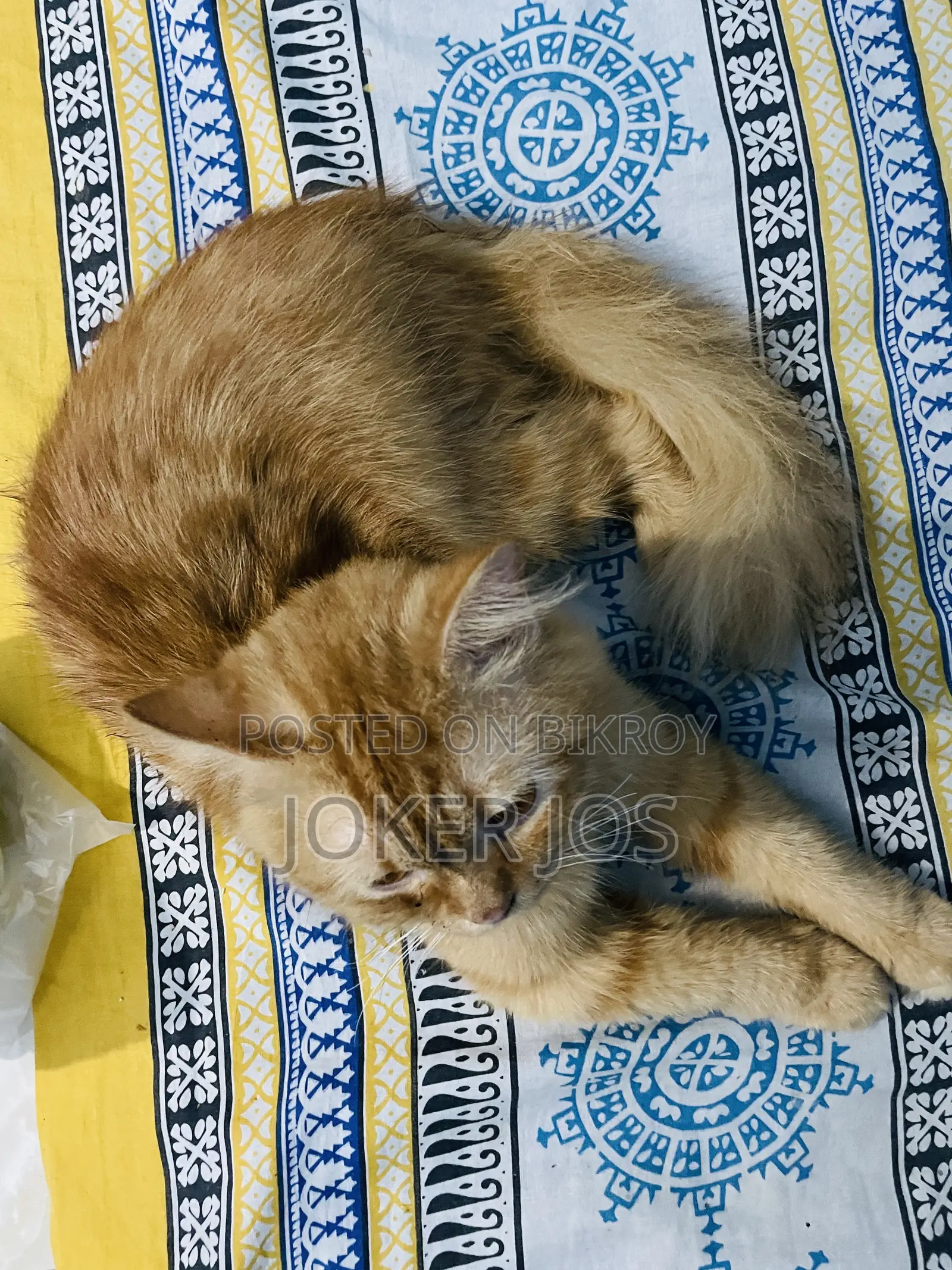 1-3 Months Male Purebred Persian