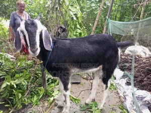 কুরবানির জন্য ছাগল