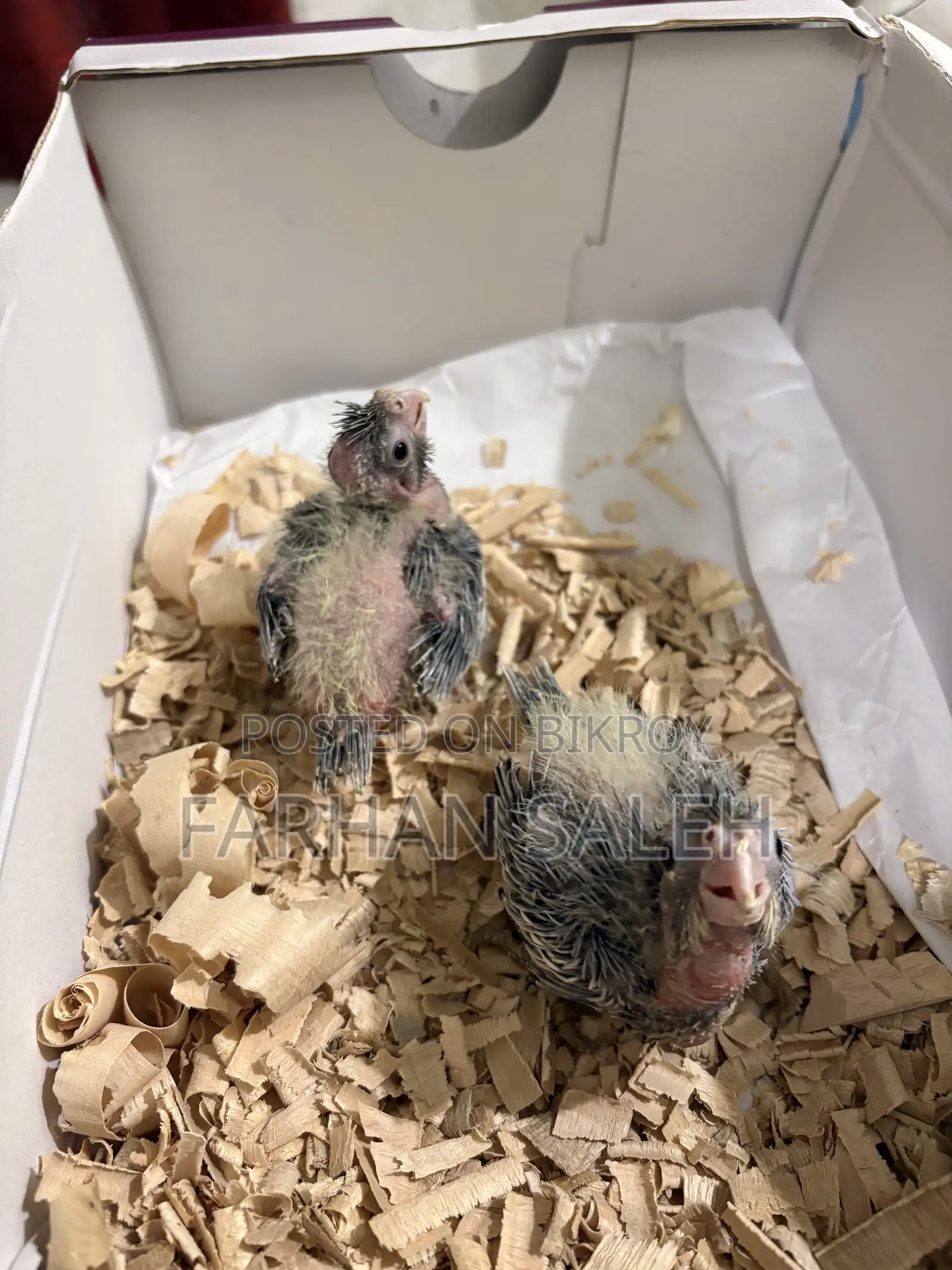 3 Piece Cockatiel Baby For Sale