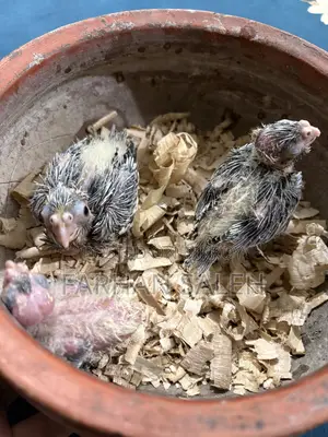 3 Piece Cockatiel Baby For Sale