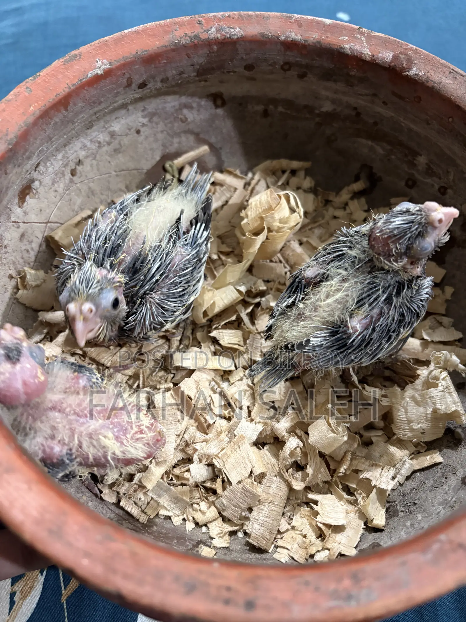 3 Piece Cockatiel Baby For Sale