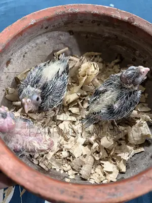 3 Piece Cockatiel Baby For Sale