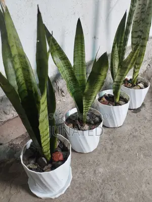Snake Plant With Tree Pots. 4 Pice