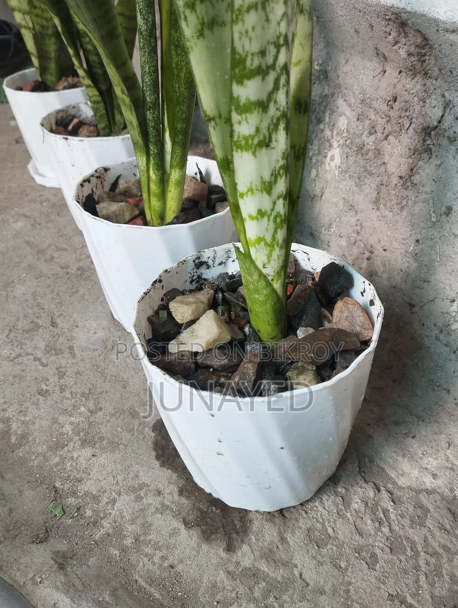Snake Plant With Tree Pots. 4 Pice