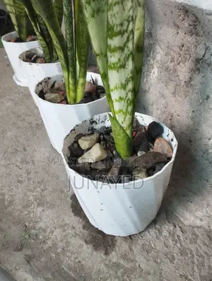 Snake Plant With Tree Pots. 4 Pice