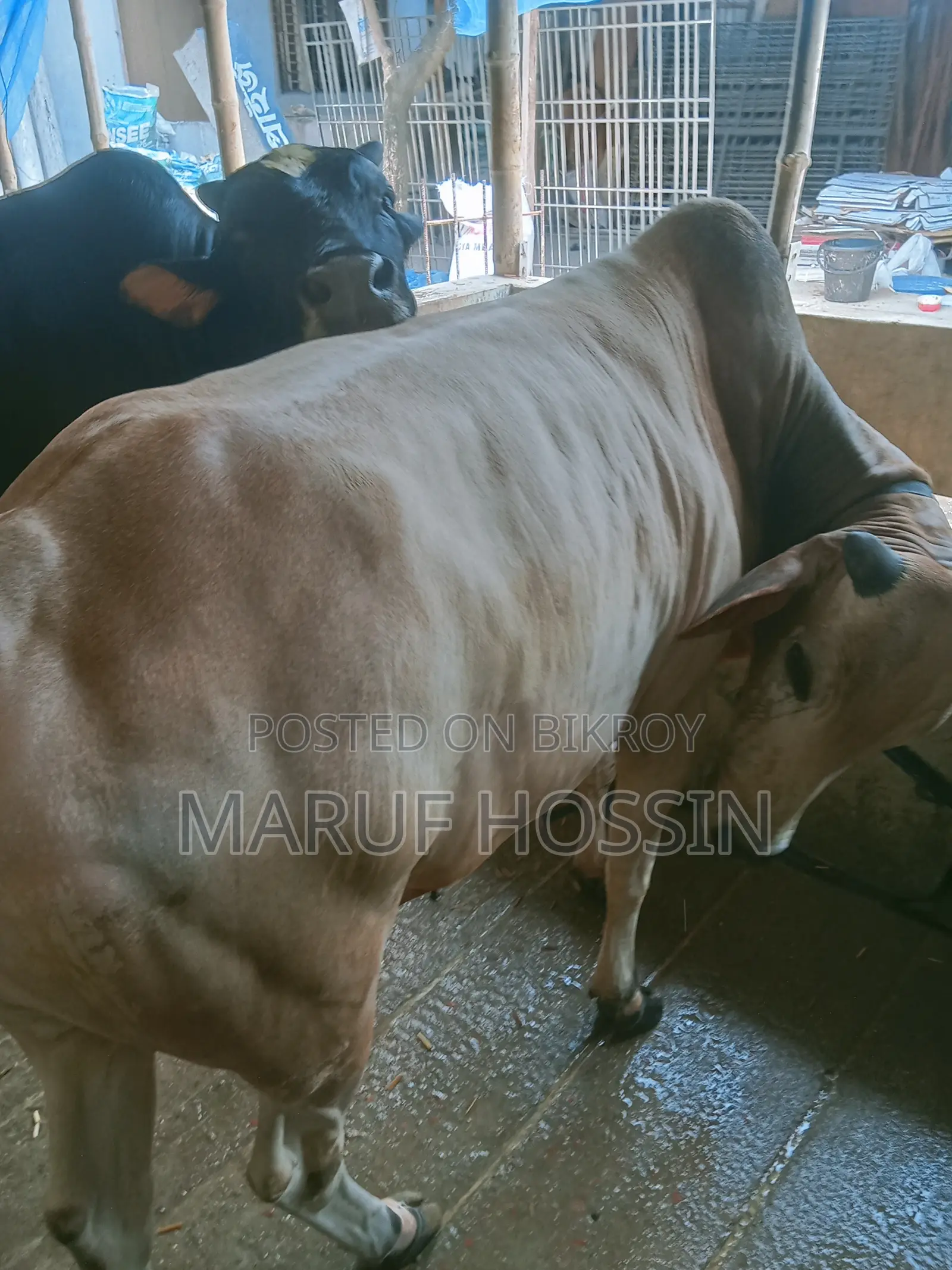 মোহাম্মদ মারুফ হোসেন, দেয়ানা, দৌলতপুর খুলনা