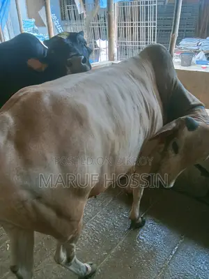 মোহাম্মদ মারুফ হোসেন, দেয়ানা, দৌলতপুর খুলনা