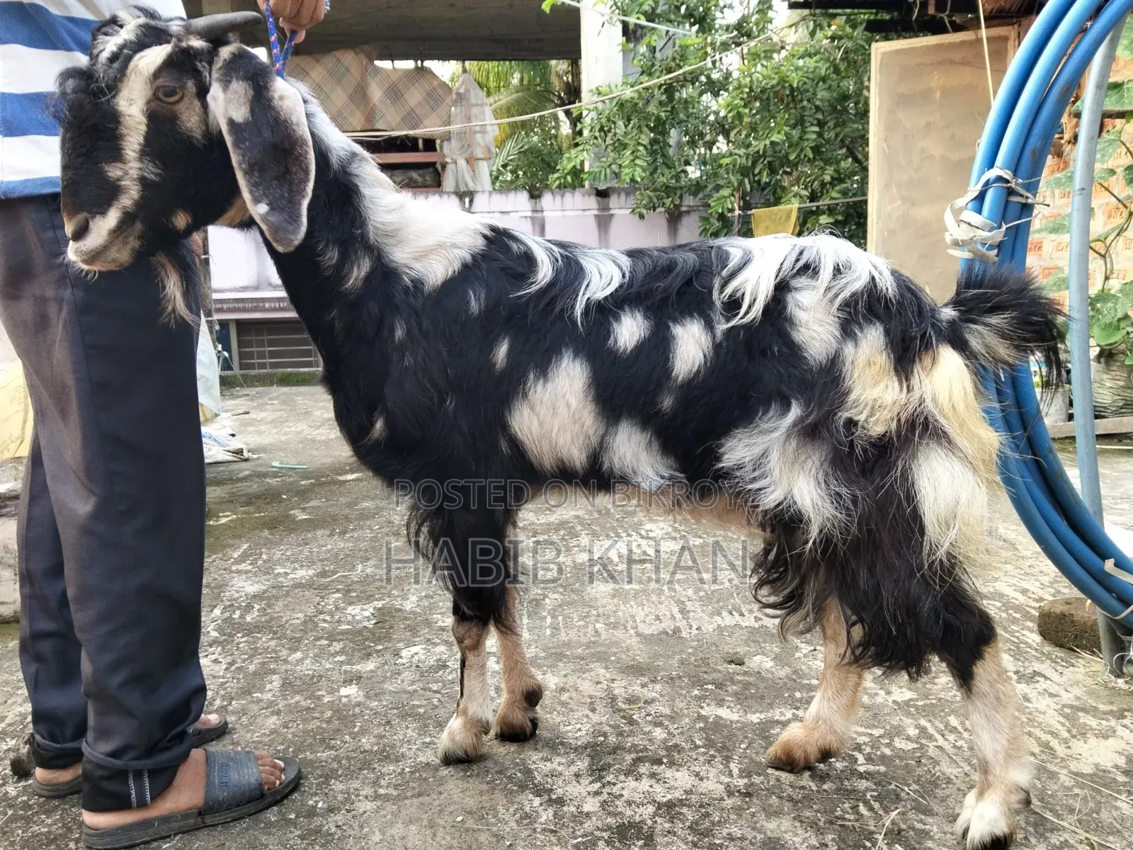 হরিয়ানা ক্রস