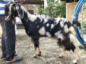 হরিয়ানা ক্রস