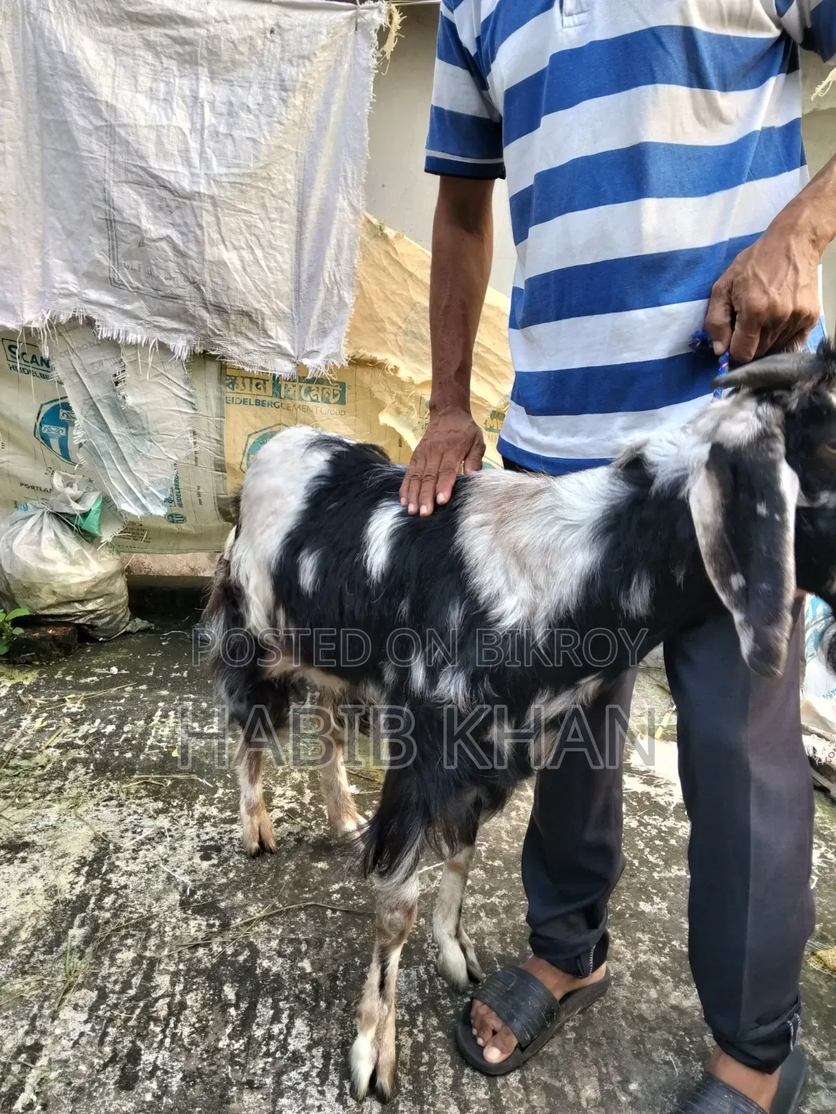 হরিয়ানা ক্রস