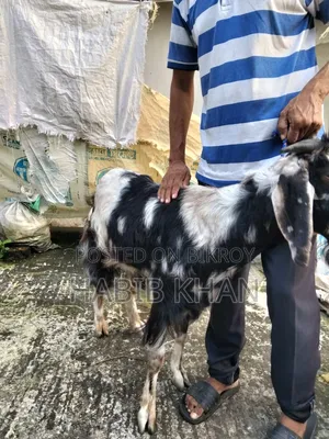 হরিয়ানা ক্রস