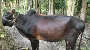 দেশি জাতের ষাড় গরু