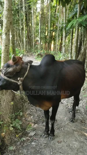 দেশি জাতের ষাড় গরু