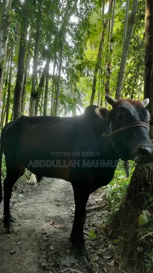 দেশি জাতের ষাড় গরু