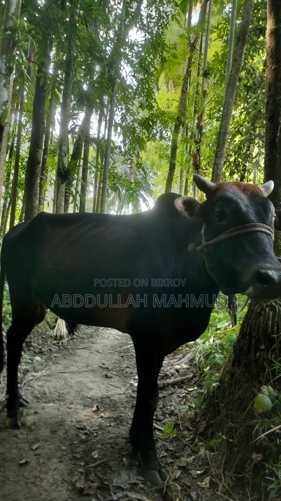 দেশি জাতের ষাড় গরু