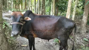 দেশি জাতের ষাড় গরু