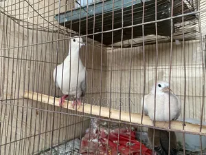 ঘুঘু পাখি বিক্রি করা হবে ।।।