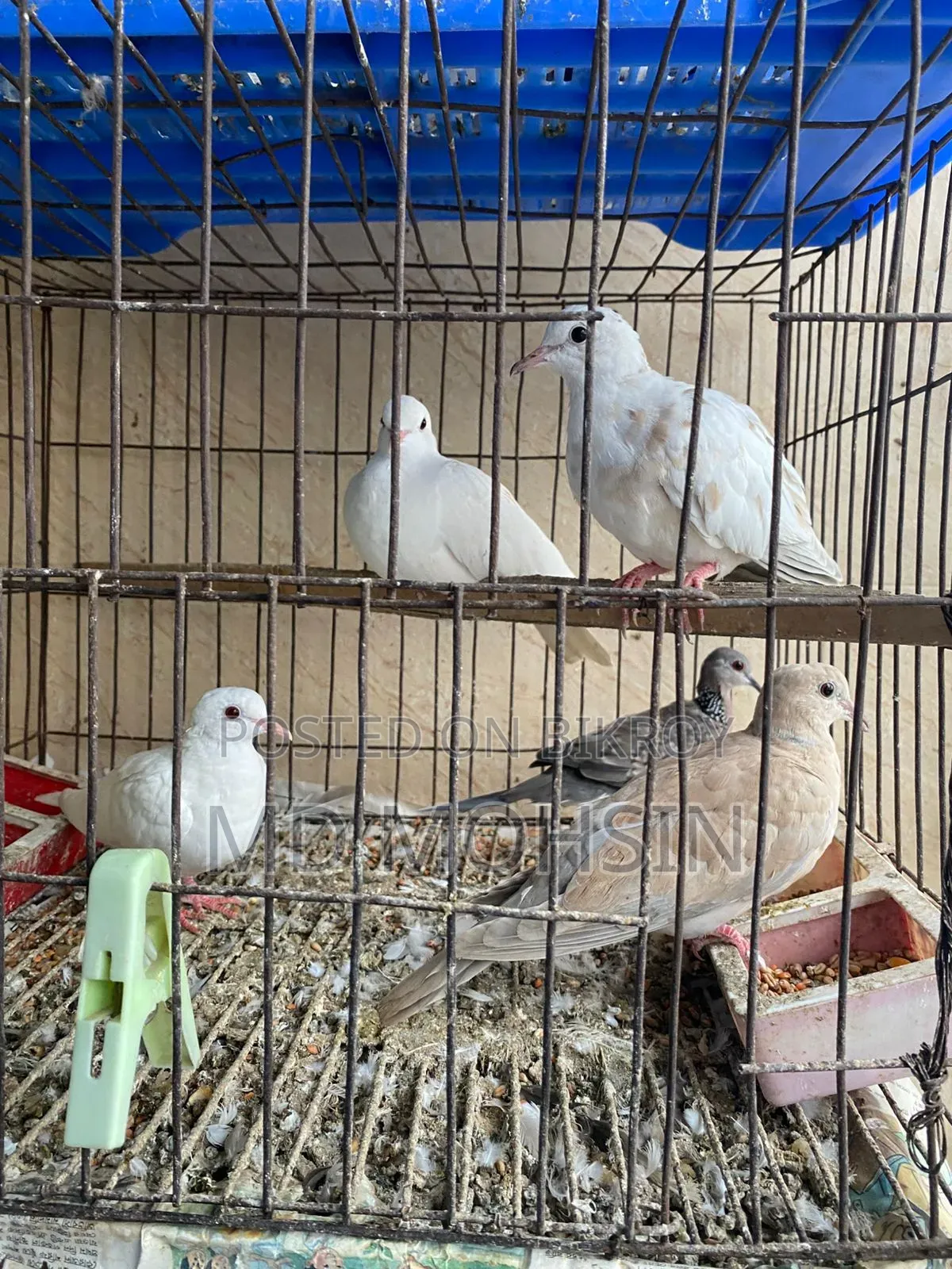 ঘুঘু পাখি বিক্রি করা হবে ।।।