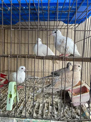 ঘুঘু পাখি বিক্রি করা হবে ।।।