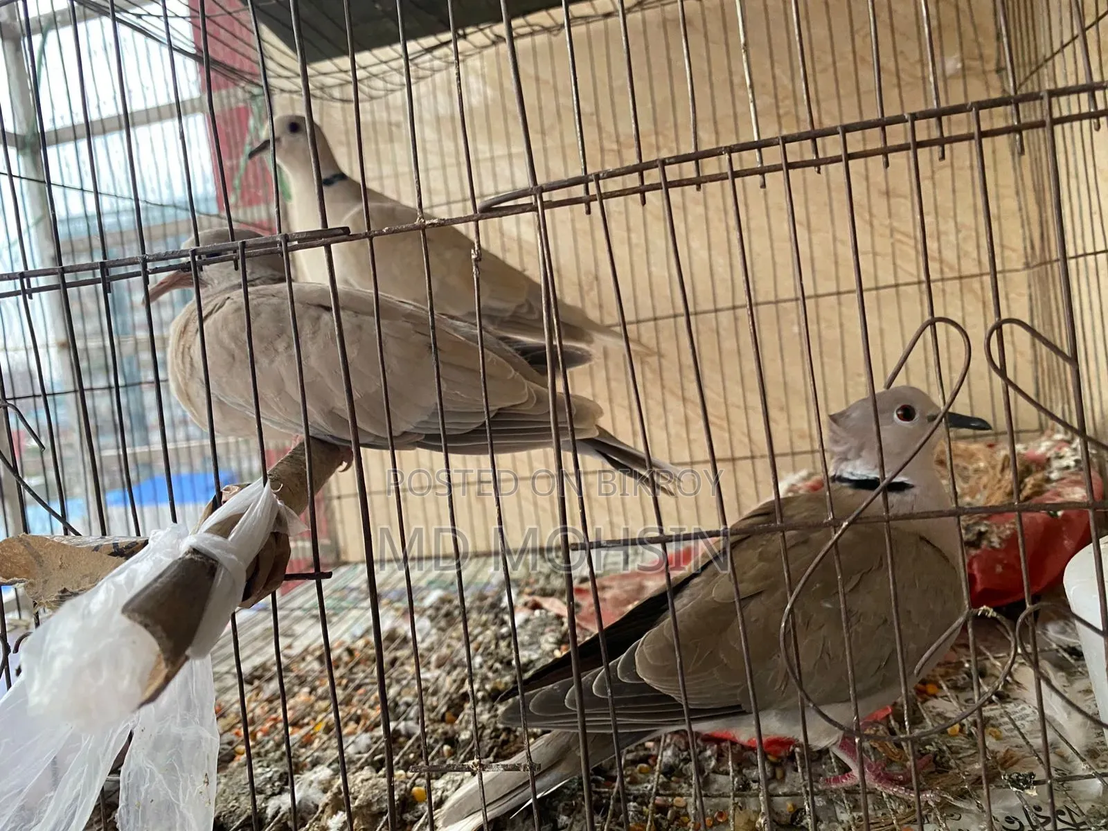 ঘুঘু পাখি বিক্রি করা হবে ।।।