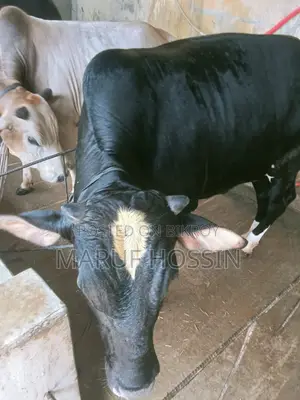 মোহাম্মদ মারুফ হোসেন, দেয়ানা, দৌলতপুর খুলনা