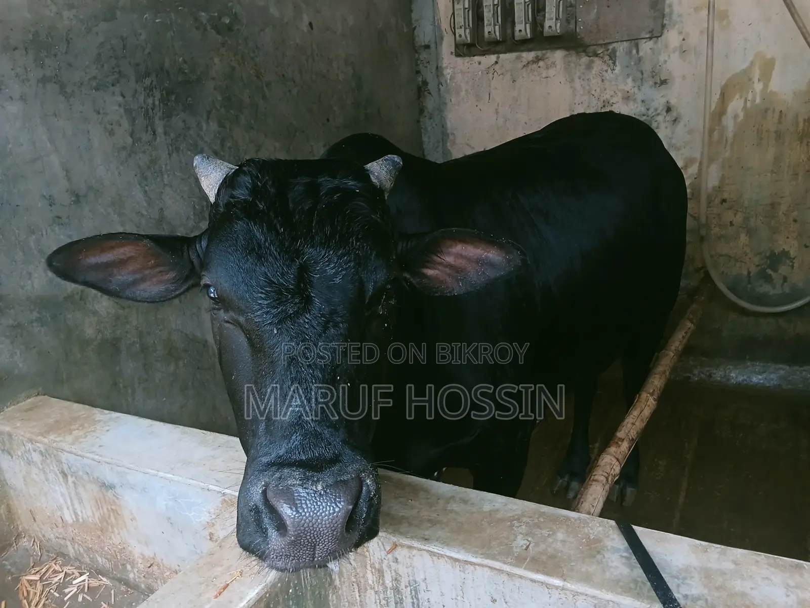 মোহাম্মদ মারুফ হোসেন, দেয়ানা, দৌলতপুর খুলনা