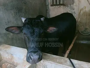 মোহাম্মদ মারুফ হোসেন, দেয়ানা, দৌলতপুর খুলনা