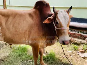 Pakra Ox For Qurabni