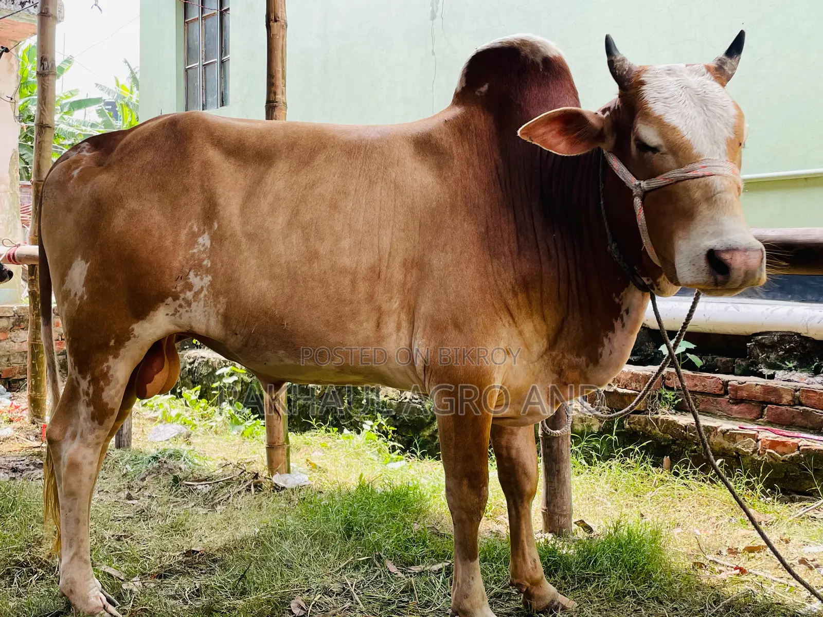 Pakra Ox For Qurabni