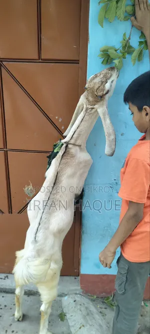 দুইটি খাসি কোরবানির জন্য বিক্রি করা হবে। সিদ্ধিরগঞ্জ নারায়ণগঞ্জ